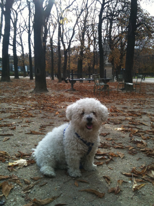 Oscar au Jardin du Luxembourg